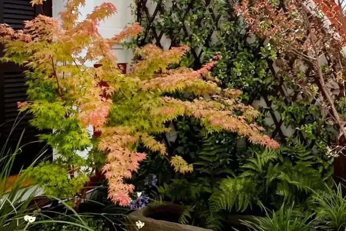 El fascinante universo del Acer palmatum: Un ícono de belleza y serenidad en el paisajismo