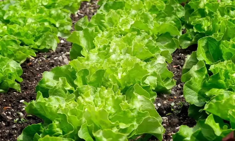 Microplásticos en Suelos Agrícolas: Una Amenaza Silenciosa para la Salud y el Medio Ambiente