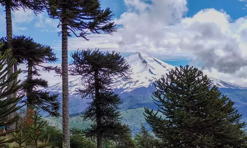 Conflicto por la Tala de Araucarias y el Plan de Reforestación en Icalma: Un Equilibrio Delicado entre Progreso y Patrimonio Cultural
