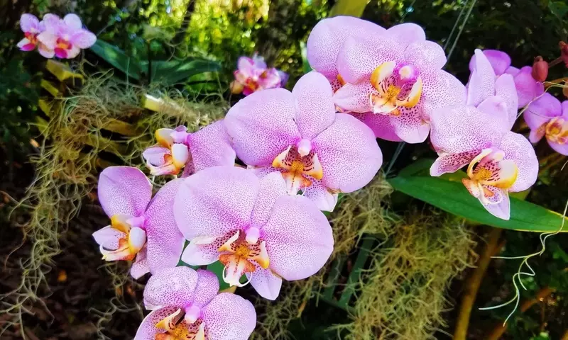 Orquídeas: Entre el Redescubrimiento y la Perenne Fascinación Cultural