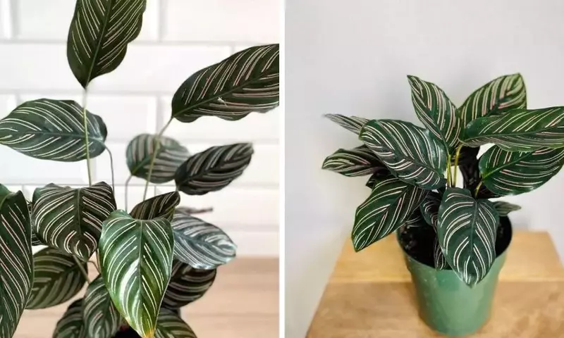Calathea Mil Rayas: Belleza Exótica y Cuidado Esencial para un Hogar Vibrante