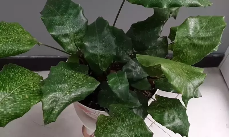 Calathea Musaica: La joya botánica que revitaliza tu hogar
