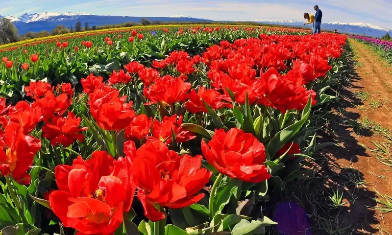 Los campos de tulipanes en Argentina: Un espectáculo floral y motor turístico