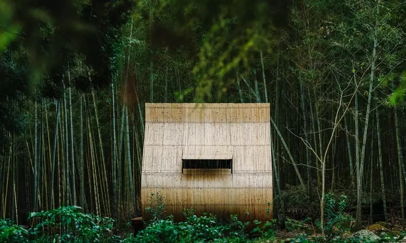 El Bambú: Símbolo de Innovación y Conciencia Ecológica en el Diseño Moderno