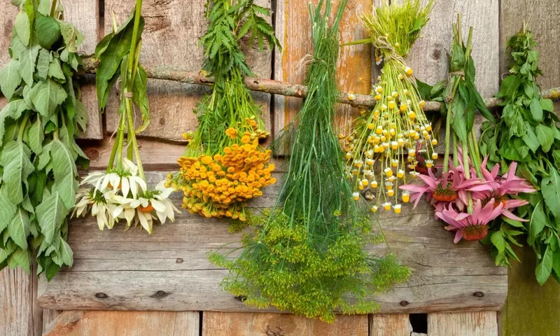 Cultivo de Plantas Medicinales en Casa: Un Jardín de Salud y Bienestar