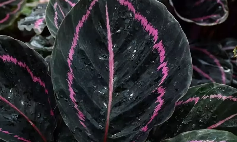 Descubriendo la Calathea Negra: Elegancia y Misterio en tu Hogar