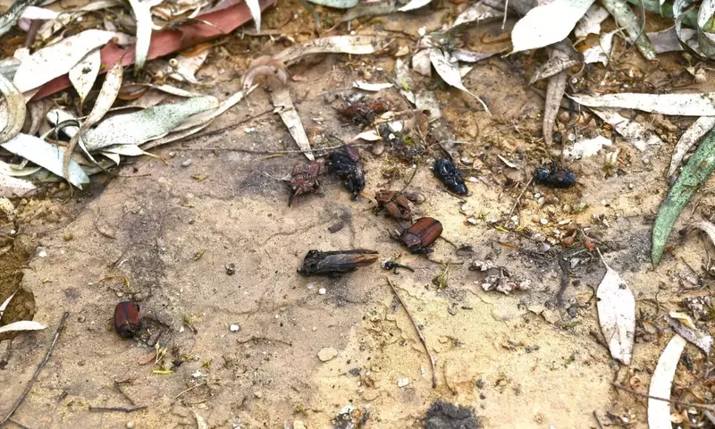 La Plaga Silenciosa: Amenaza y Batalla contra el Picudo Rojo que Diezma las Palmeras Emblemáticas