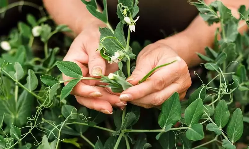 Plantas Aromáticas: Repelentes Naturales y Adornos del Hogar