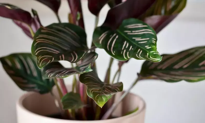 Guía Definitiva para el Cultivo y Cuidado de la Calathea Ungu