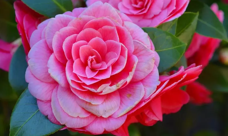 La Ruta de la Camelia: Un Impulso Floral al Turismo Gallego
