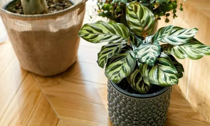 Calathea: La Joya Tropical que Transforma tu Hogar en un Oasis Urbano