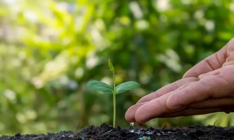 Secretos para un cuidado óptimo de tus plantas de interior