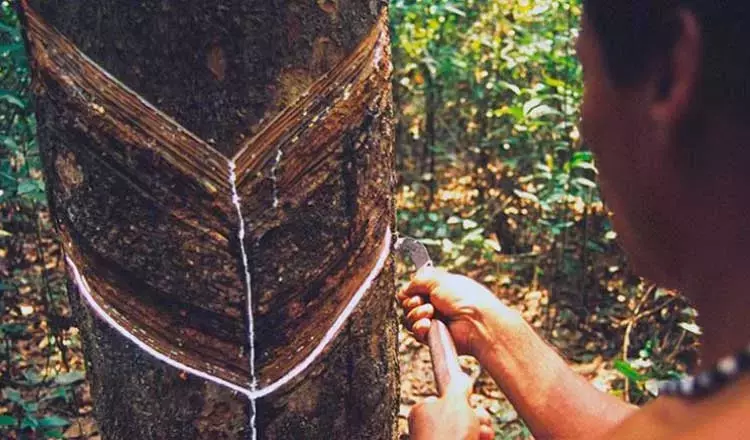 Un Nuevo Amanecer para la Amazonía: Hacia una Economía Regenerativa y Justa