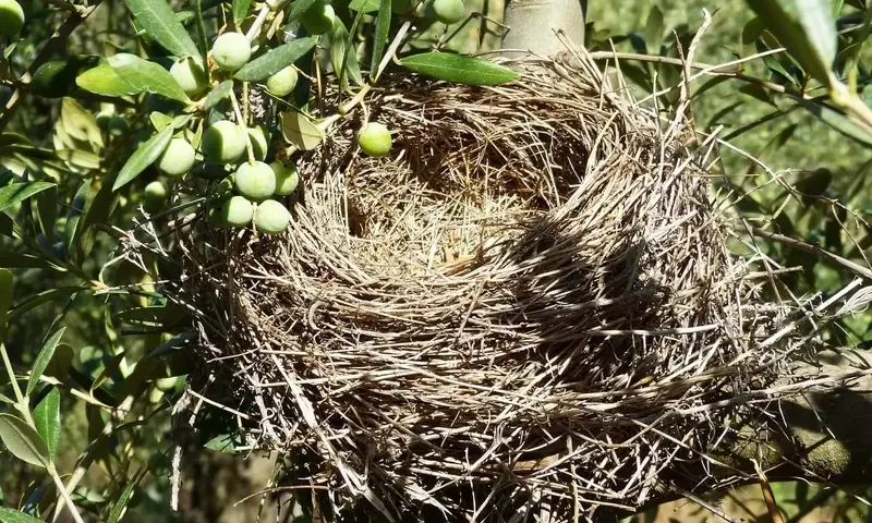 La Diversidad Vegetal: Pilar para la Sostenibilidad y Productividad del Olivar Mediterráneo