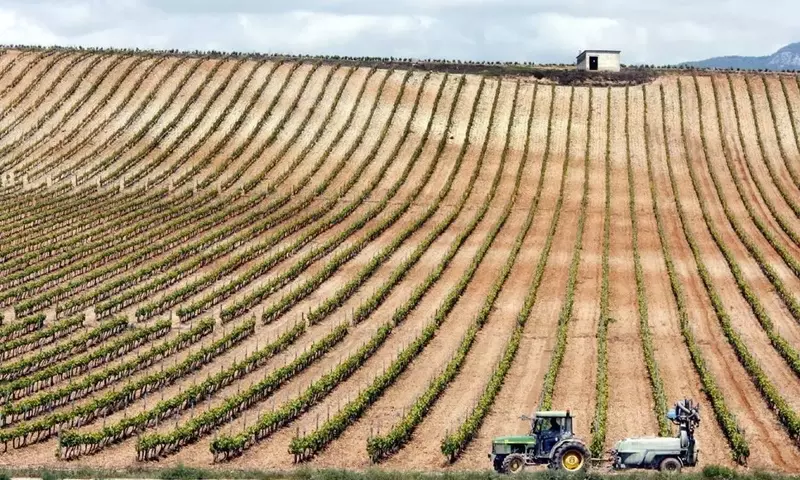 La Vendimia en Verde: Clave para la Sostenibilidad y Calidad Vitivinícola Española