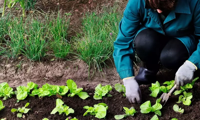 Cultivo Ecológico en Cataluña: Guía Completa de Normativas y Ventajas