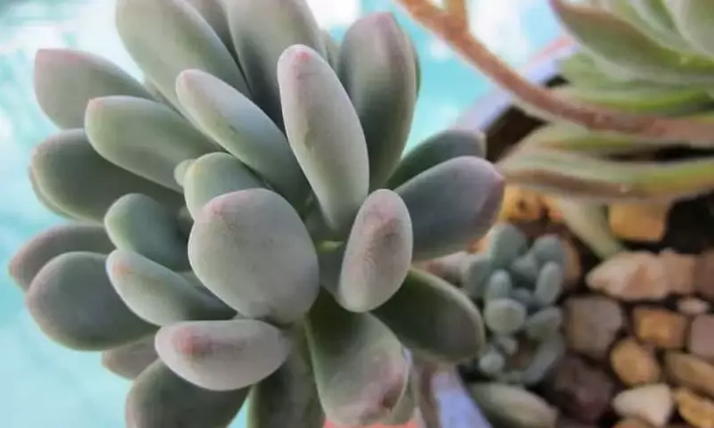 La Pachyphytum bracteosum: Una Joya Suculenta para tu Hogar