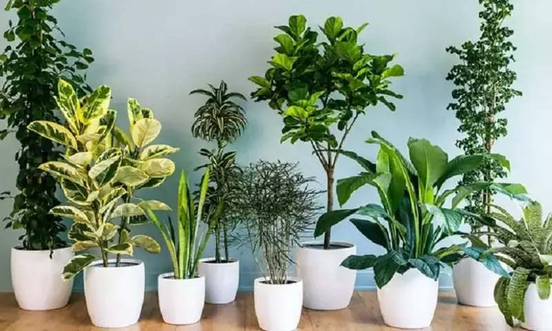 Guía Definitiva para Mantener el Verdoy Vigor en tus Plantas Domésticas