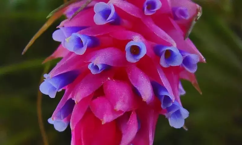 Las Mejores Plantas de Interior para Espacios con Poca Luz