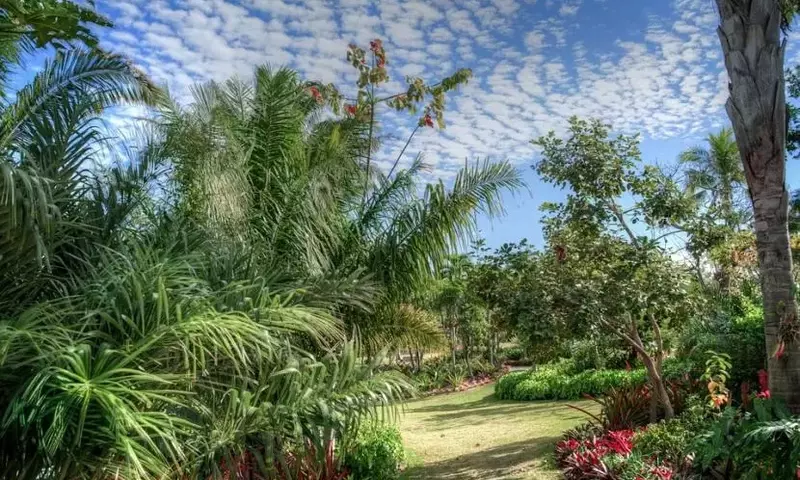 Descubre las Palmas Más Robustas para un Jardín Exuberante