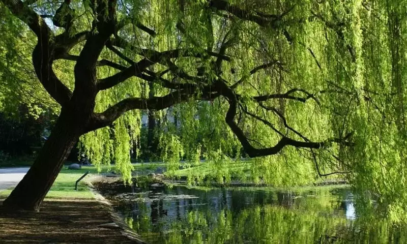 Descubriendo el Fascinante Reino Vegetal a Través del Cine Documental