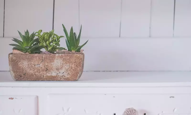 Guía Definitiva para el Cultivo Exitoso del Aloe Vera