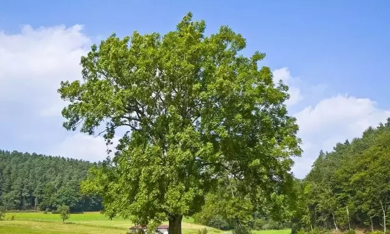 Descubriendo el Fresno: Un Árbol con Múltiples Virtudes
