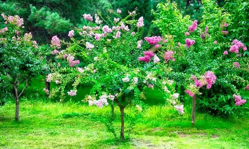 Descubriendo el Lagerstroemia Indica: Un Árbol Ornamental Versátil para tu Jardín