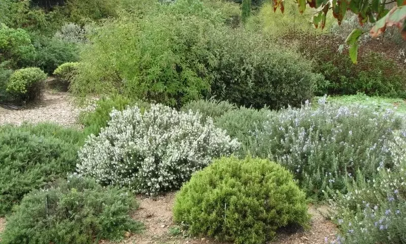 Arbustos Resilientes: Una Guía para Jardines con Escasez Hídrica
