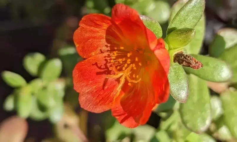 La Verdolaga: Tesoro Oculto del Jardín y la Cocina