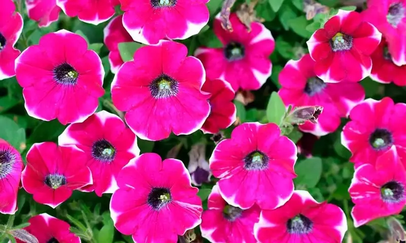 Transforma Tu Jardín con Plantas de Sombra Exuberantes