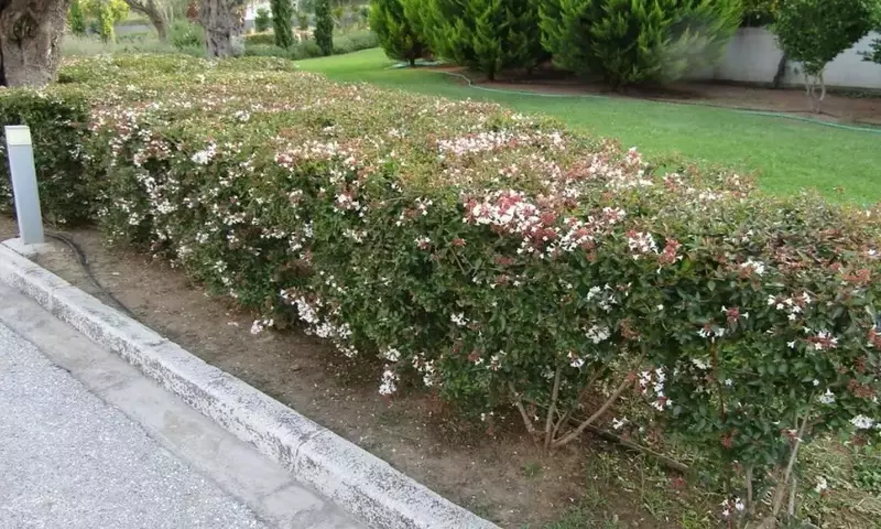 Descubriendo la Abelia floribunda: Un Arbusto Versátil para un Jardín Vibrante