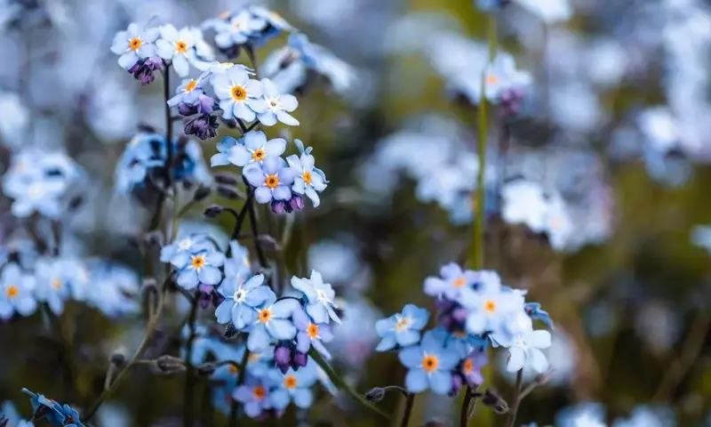 Guía Definitiva para Jardines Radiantes: Flores Resistentes para Cualquier Clima y Espacio