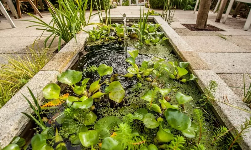 Descubriendo el Mundo Acuático: Variedades y Función de las Plantas Acuáticas