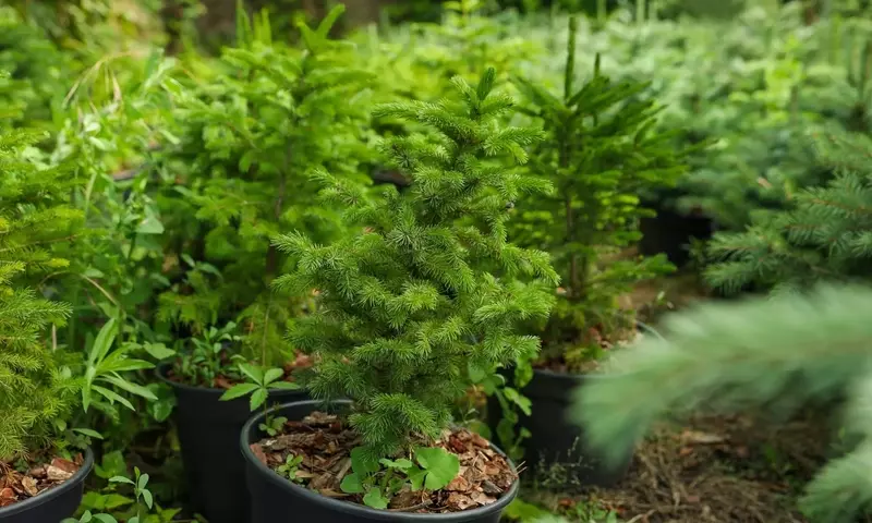 Picea Abies: El Pino Rojo en Jardines Rústicos