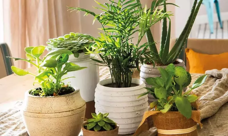 Plantas de Interior para Espacios con Poca Luz: Guía Completa