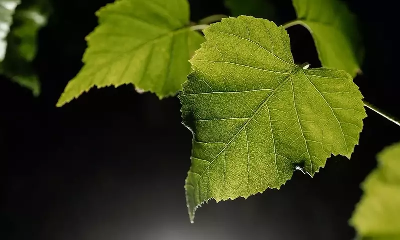 El Abedul: Un Árbol Multifacético para la Salud y la Belleza