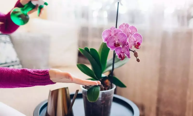 Orquídeas: Elegancia y Diversidad Floral para Embellecer tu Hogar