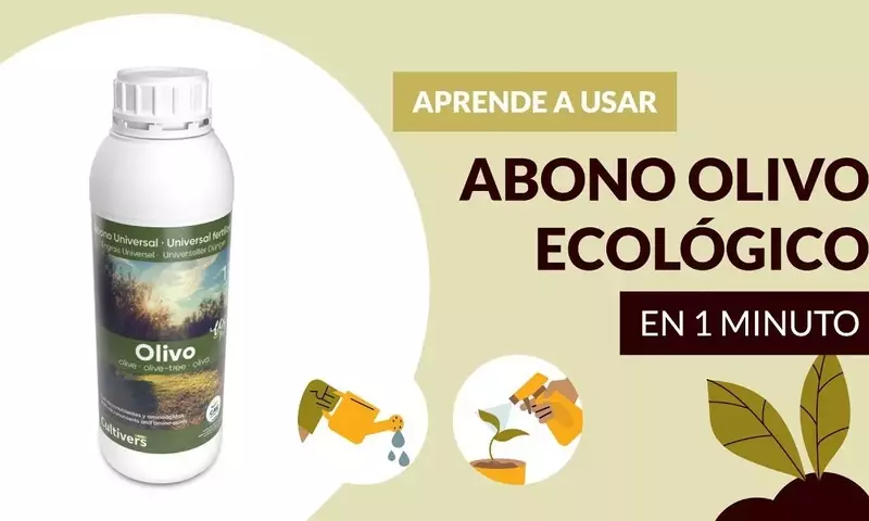 Optimización del Cultivo del Olivo: Estrategias de Nutrición Esencial