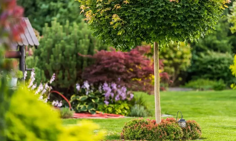 Árboles Ideales para Jardines Pequeños: Embellezca su Espacio con Sabiduría