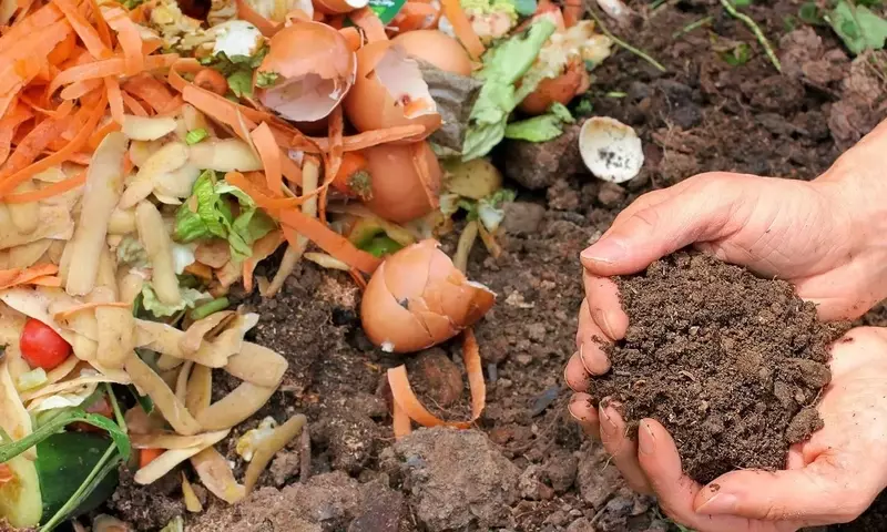 La Revolución Verde: Potenciando tu Huerto Familiar con Abonos Orgánicos