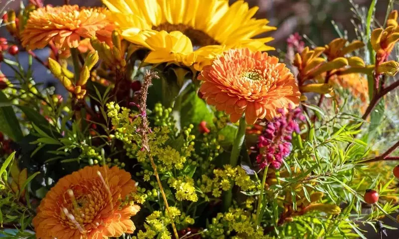 Florece el Jardín: Guía Completa de Flores para el Otoño
