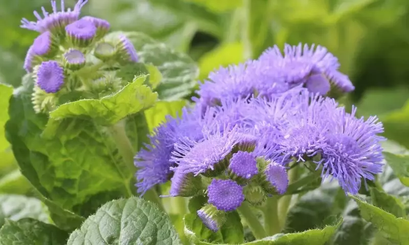Agerato: Guía Completa para un Jardín Vibrante