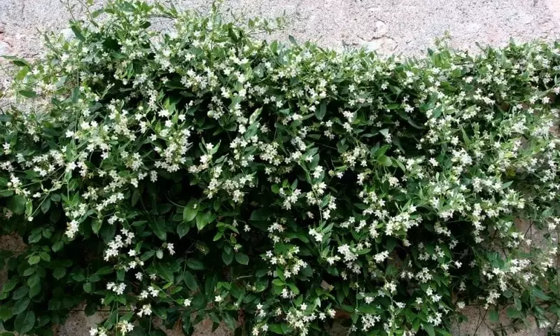 Araujia sericifera: Belleza Invasora y Desafíos Ecológicos