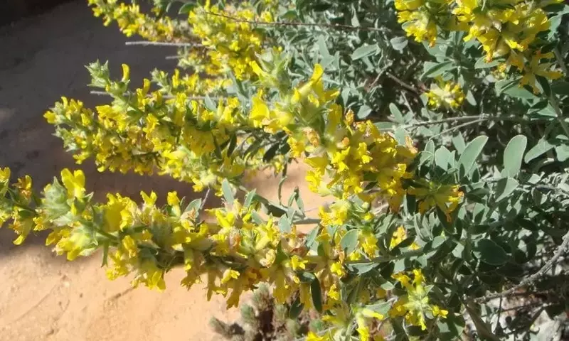 La Resiliente Albaida: Una Joya Botánica para Climas Áridos
