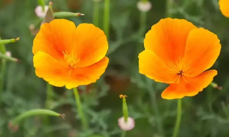 Amapola de California: Belleza y Propiedades Medicinales de una Flor Excepcional