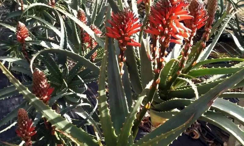 Aloe Arborescens: La Suculenta Versátil con Propiedades Curativas y Ornamentales