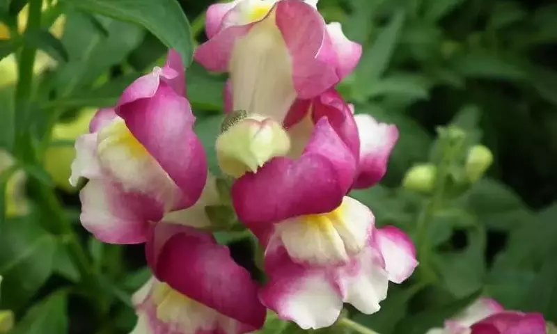Antirrhinum: Una Belleza Versátil para su Jardín