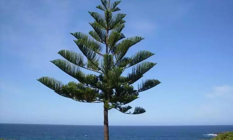 Araucaria: El majestuoso pino de pisos y su cuidado esencial