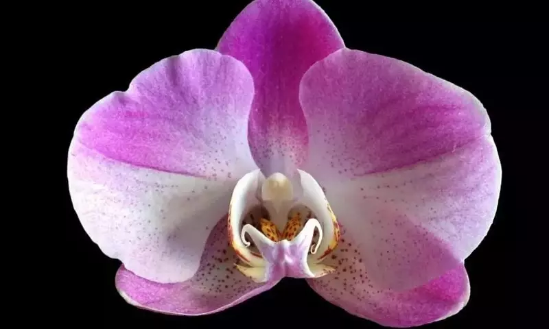 Dominando el Riego de Orquídeas: Guía Esencial para un Cuidado Óptimo